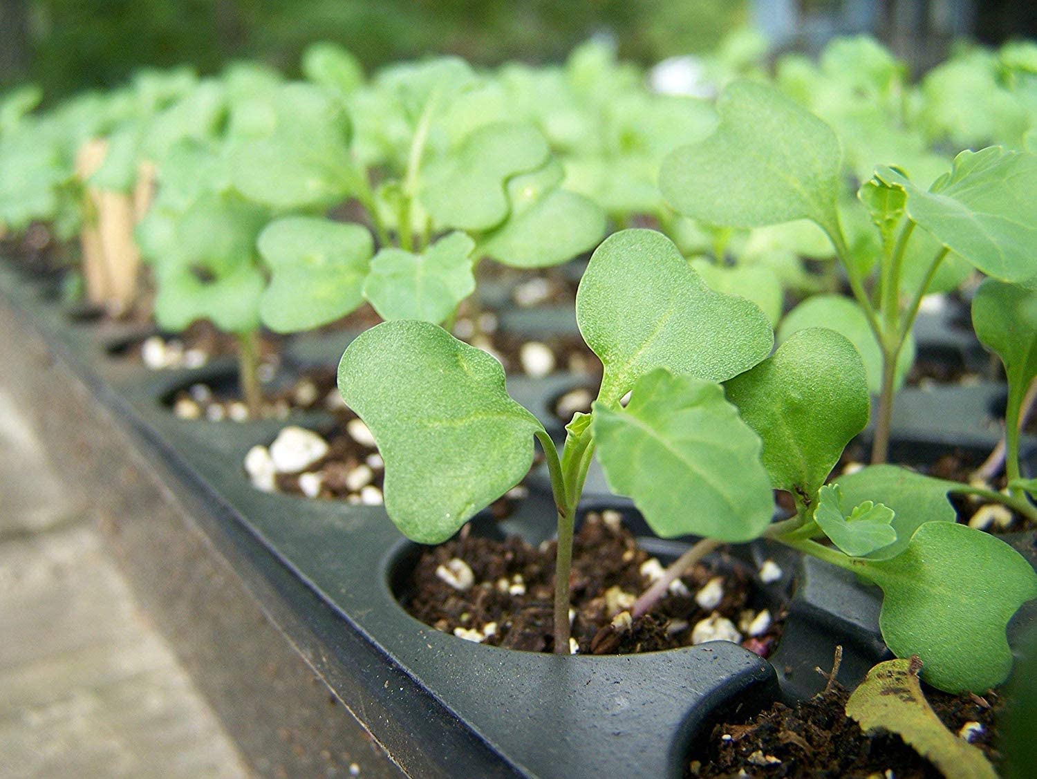 Food to Live Organic Broccoli Seeds for Sprouting, 2 Pounds – Non-GMO, Vegan, Kosher, Sirtfood, Bulk. Rich in Sulforaphane, Vitamin C. Grow Sprouts, Microgreens for Salads, and Sandwiches