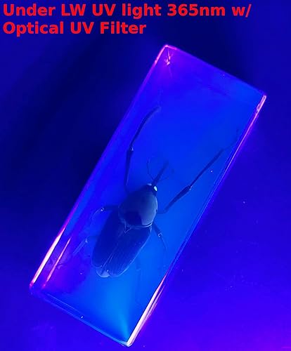 Miniatura 261 de Escarabajo de algodoncillo azul cobalto real de 1.732 in en espécimen de resina de lucita cristalina, insectos, insectos preservados, colección