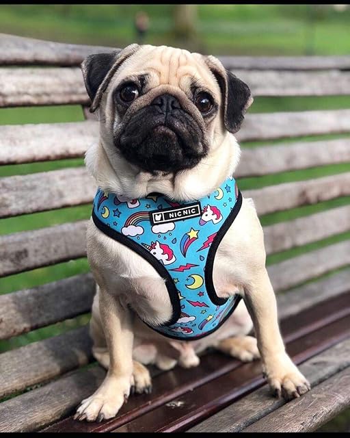 Foto 5 de 6 de 4 collares de perro estilo para perros pequeños y medianos, arnés ajustable para perro