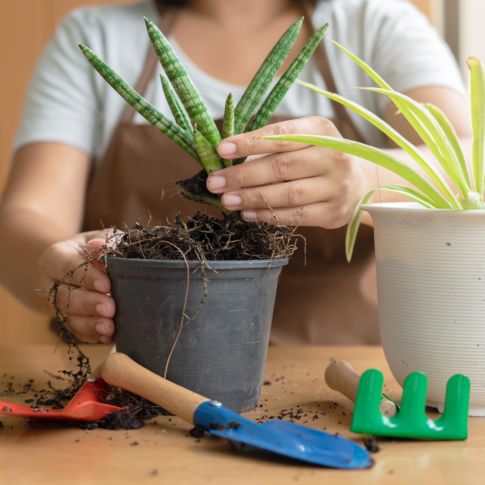GOTVUGE Aloe Vera Erde Mischung, fertig zur Verwendung fr die Anzucht und  das Wachstum von Aloe Vera Pflanzen oder Anderen Zimmerpflanzen (10L) :  Amazon.de: Garten