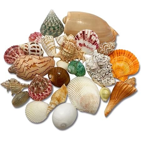 Amazon Co Jp エデンの貝殻 海の贈り物 ワクワク いろんな大きな貝殻 スペシャル 詰め合わせ どっさり 約460g 24種セット S 13 ペット用品 Amazon Co Jp エデンの貝殻 海の贈り物 ワクワク いろんな大きな貝殻 スペシャル 詰め合わせ どっさり 約460g 24種セット S 13 ペット用品