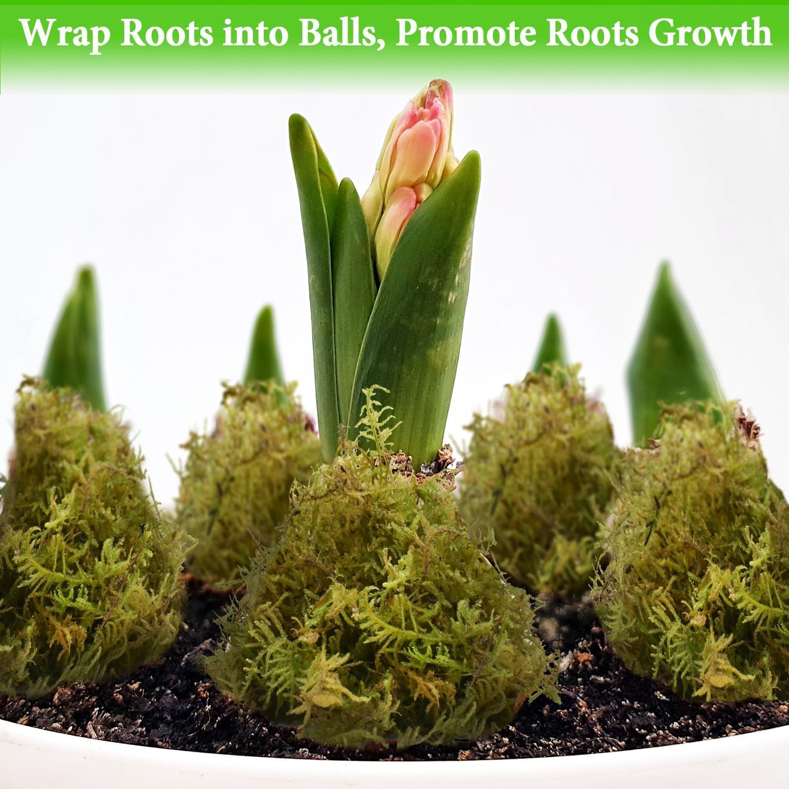 Halatool Tierra para macetas de orquídeas para plantas (226 g)