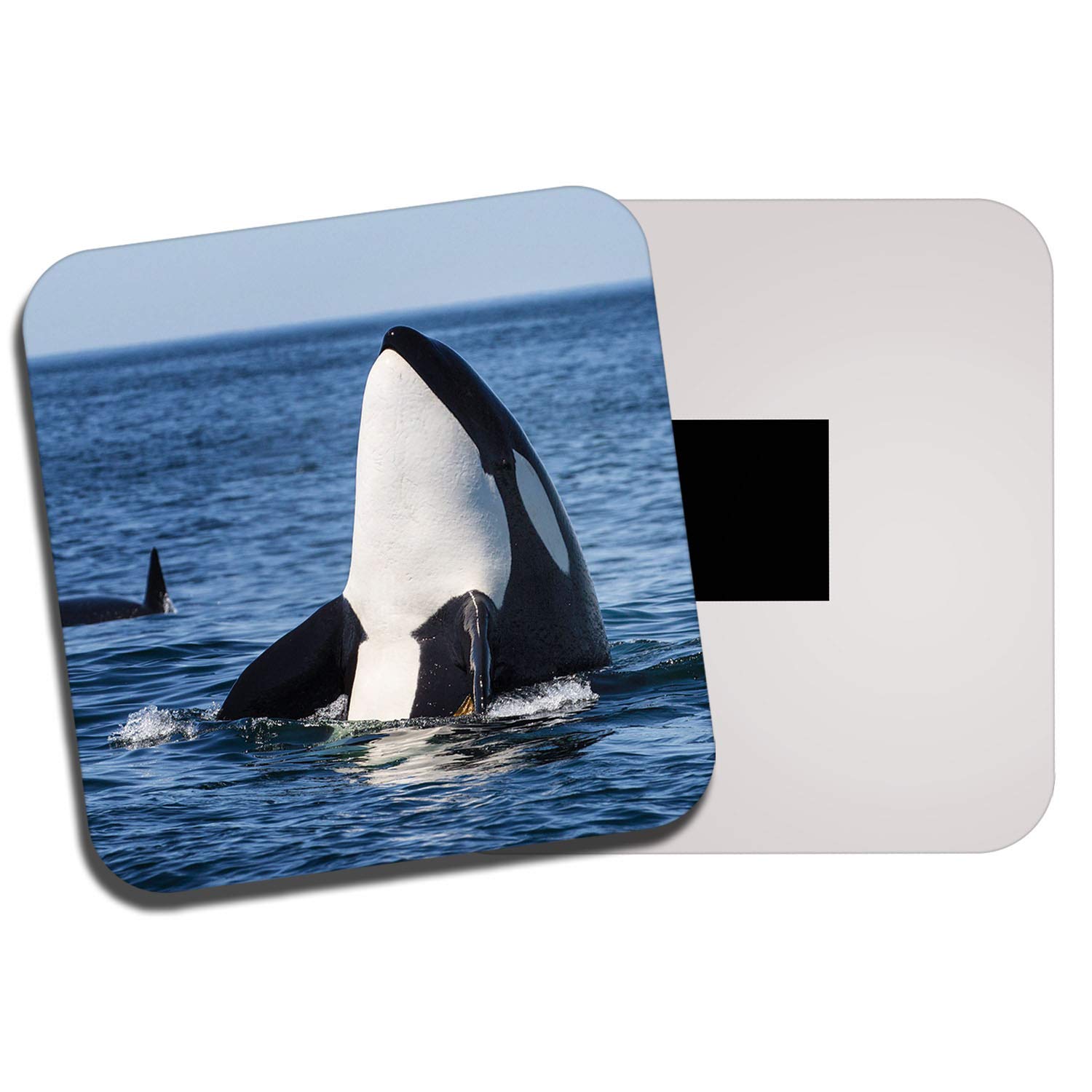 Killer Whale Fridge Magnet - Orca Ocean Sea Marine Animal #14212