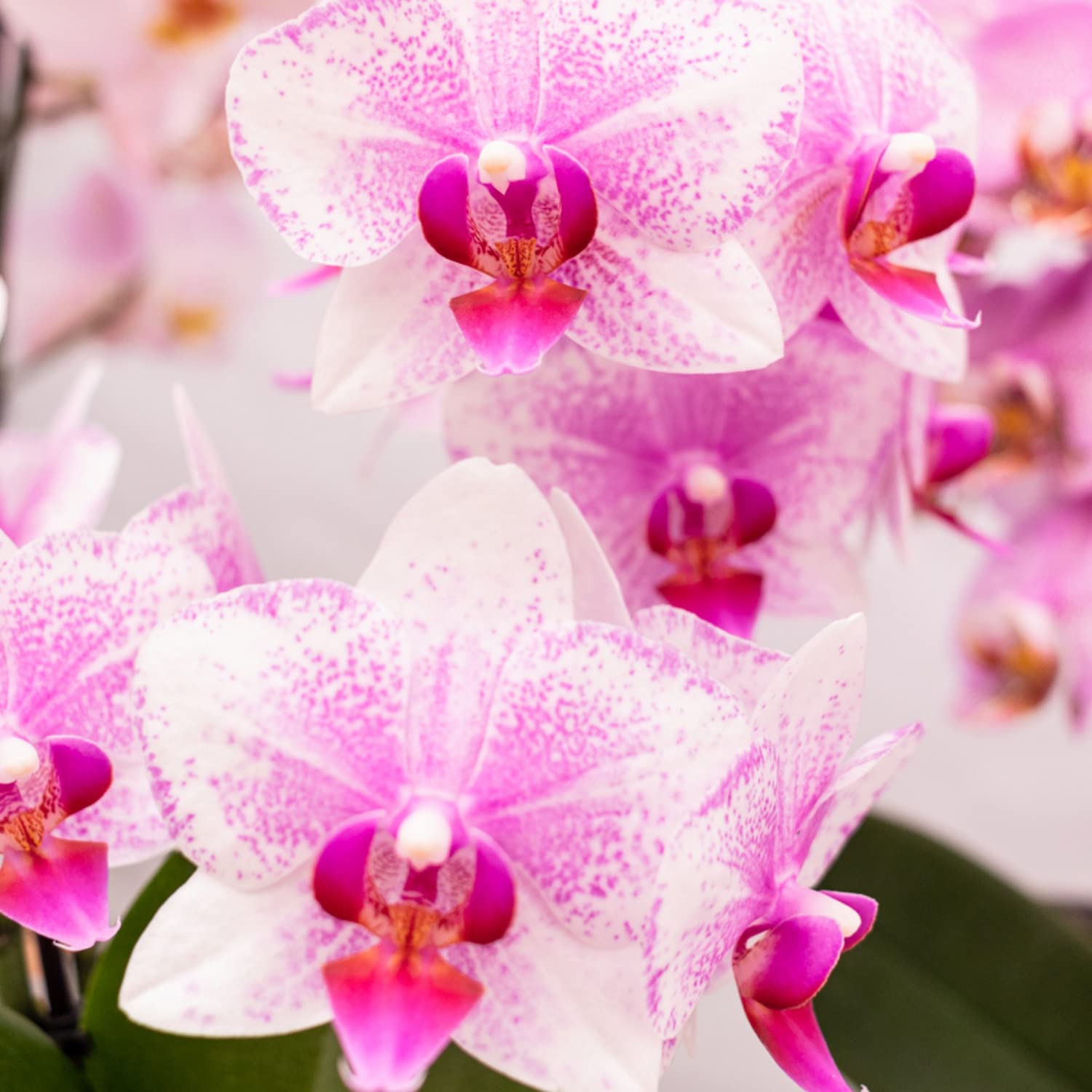 Orchidée rose Phalaenopsis - h35cm, Ø9cm - plante d'intérieur fleurie