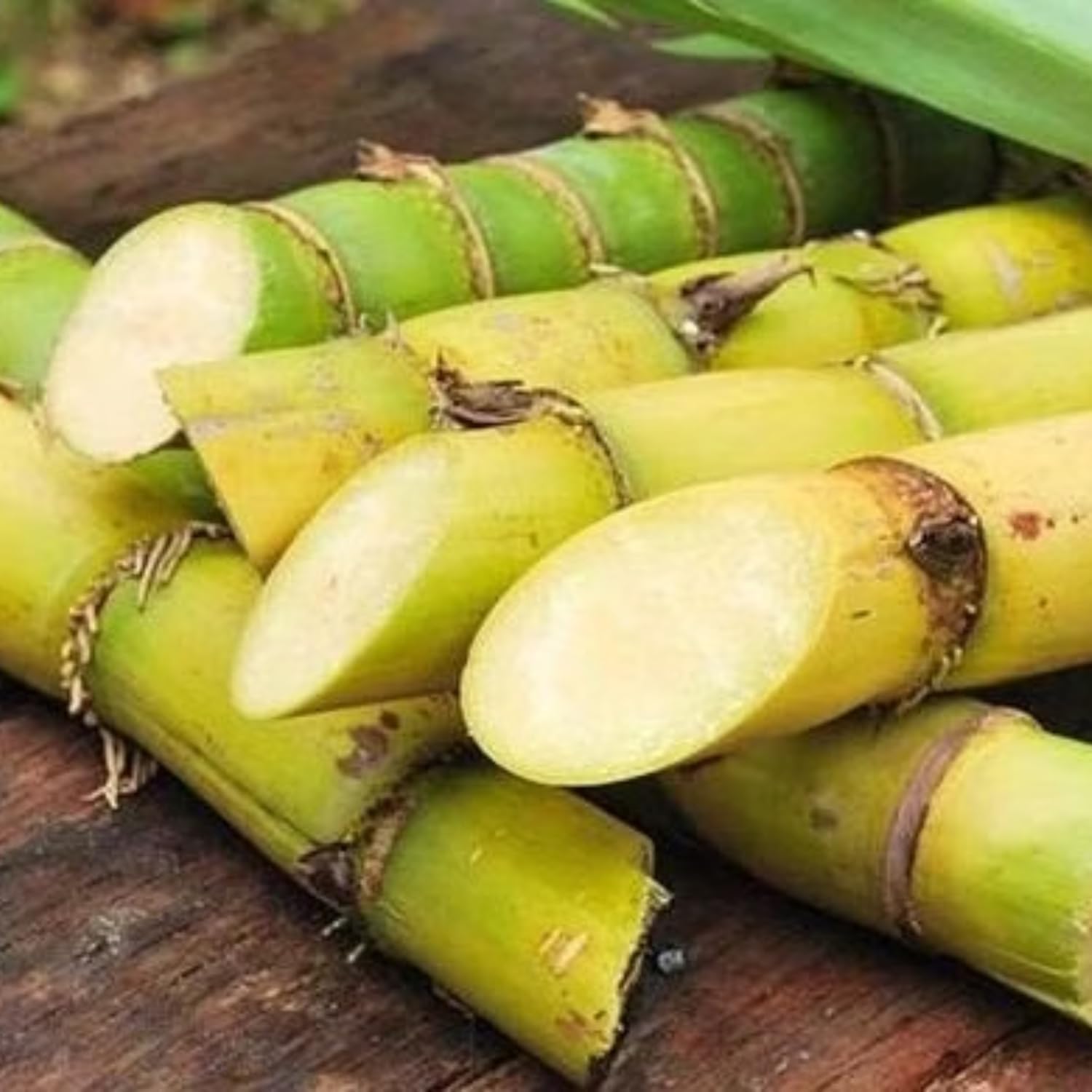 20 Green Sugar Cane Plants Live, Sugarcane Cuttings 2-3" Tall, Well-Rooted Sweet Sugar Cane Plants for Outdoor Growing, No Ship to CA