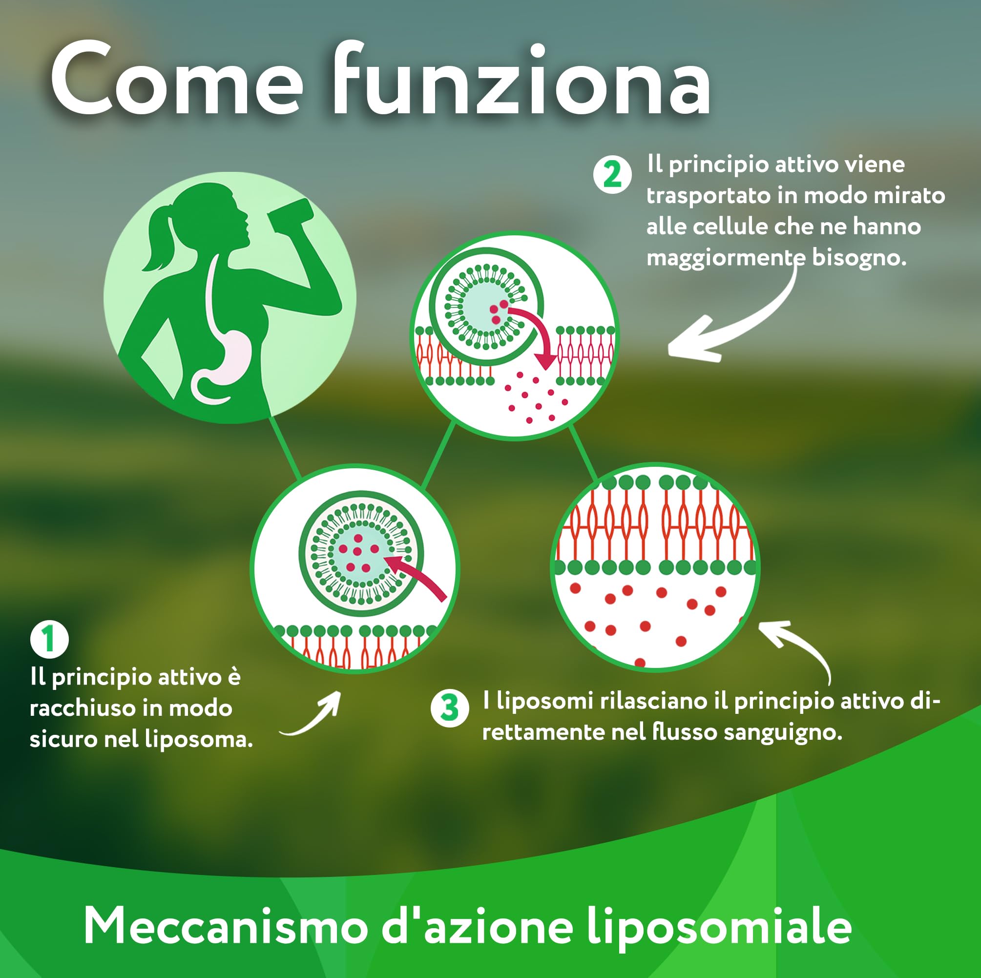 Vitabay NAD+ liposomiale 1000 mg con trans-resveratrolo 600 mg - 90 softgel vegane - alto dosaggio, vegano, testato in laboratorio in Germania - integratore NAD - senza OGM - 45 giorni