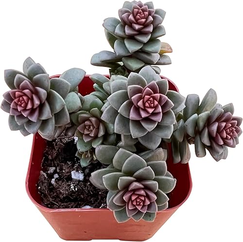 Miniatura 20 de Sprout N Green Sedum Adolphi 'Firestorm', 1 mini planta suculenta viva totalmente enraizada en maceta de inicio de 2 pulgadas, planta de casa real