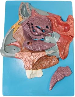 Study Model Nasal Cavity Model - Anatomical Turbinate in The Lateral Wall of The Nasal Cavity Enlargement Human Organ Anatomy Science Models - for Medical Educational Training Aid SaiFei