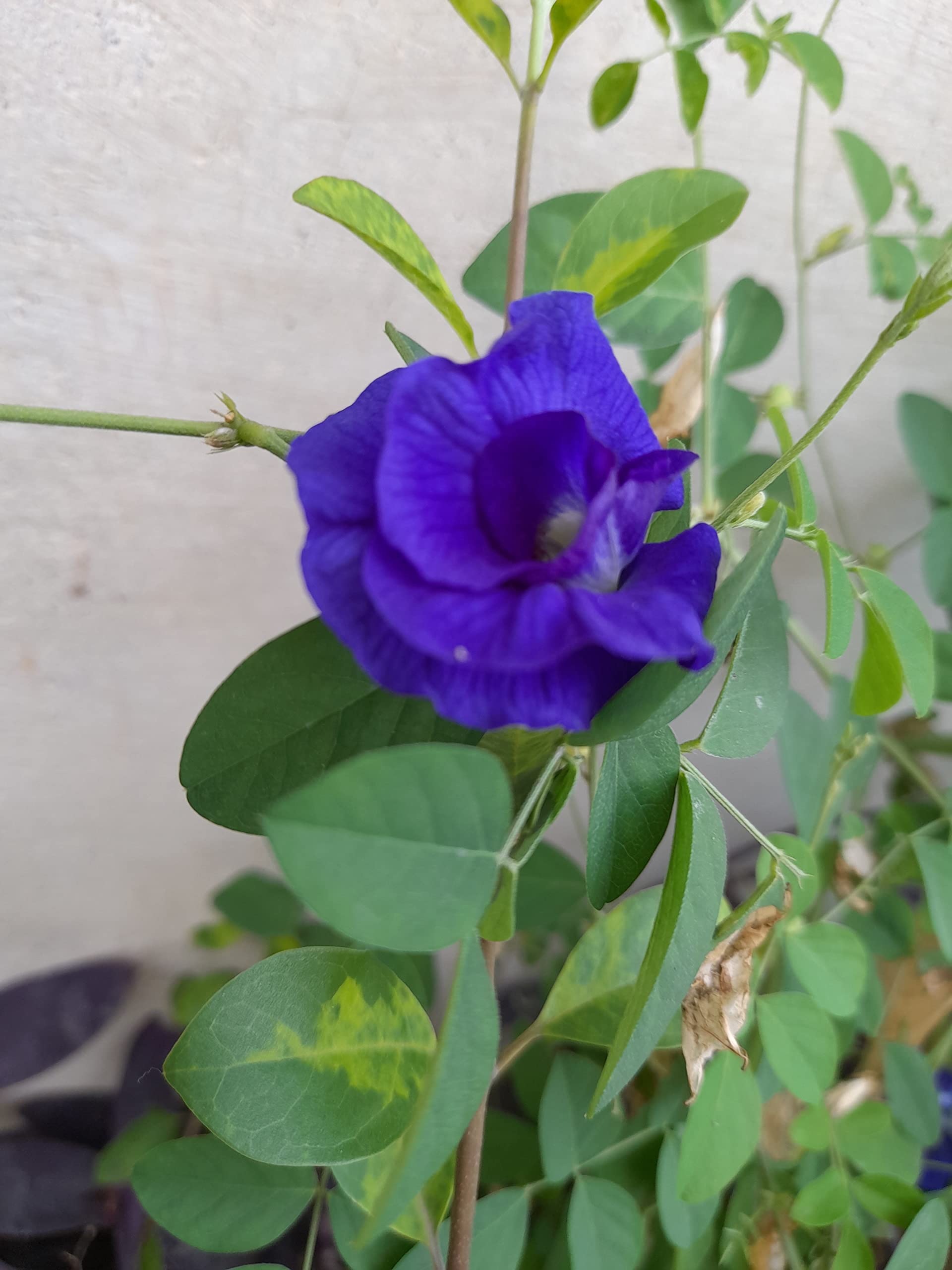 AkGreens white Aparajita Seed (15 Seed)+ Blue Aparajita Seed (5Seed) (B09MN9MRNS) Amazon Price History, Amazon Price Tracker