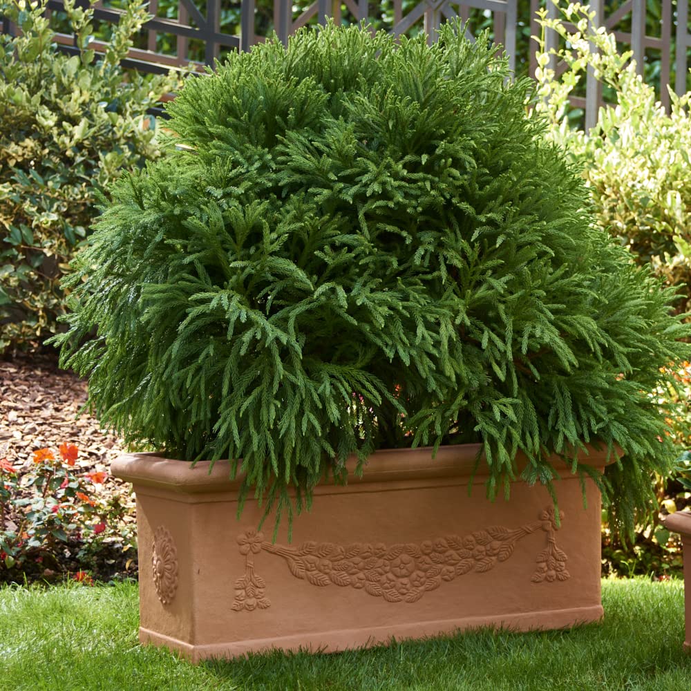 Garden Italia Vasi Fioriera festonata GCF Lato cm 60 alt.24 cm Made in Italy Cassetta in resina colore Impruneta - Resistente al gelo - Antiurto Leggera Classica