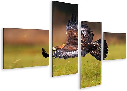 Islandburner Tableau Sur Toile Aigle Royal Flying Above Flowering Meadow Rapaces Bruns De Grande Envergure Norvege Europe Impression Affiche Deco Gcad 4lp Amazon Fr Cuisine Et Maison Islandburner Tableau Sur Toile Aigle Royal Flying Above Flowering Meadow Rapaces Bruns De Grande Envergure Norvege Europe Impression Affiche Deco Gcad 4lp Amazon Fr Cuisine Et Maison