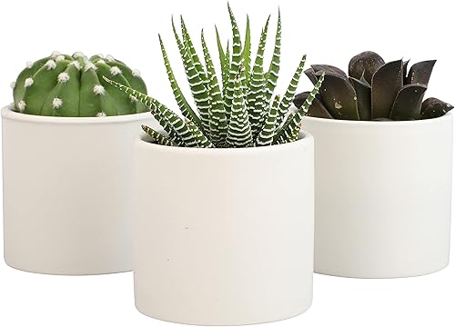 Vista 22 de Plants for Pets - Set de plantas suculentas vivas en macetas (paquete de 3), plantas suculentas de cactus vivas, plantas de interior, regalos