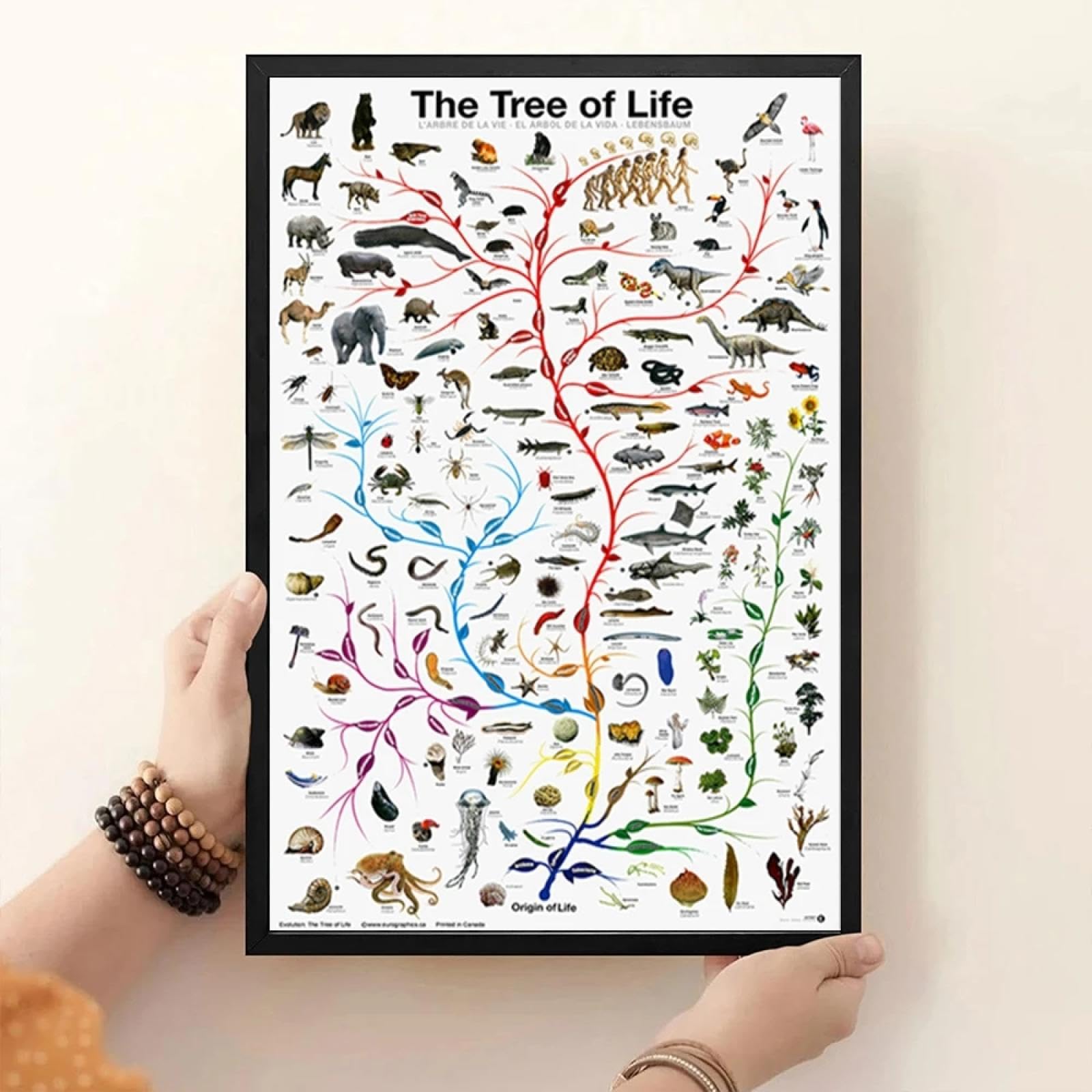 Maimang Frameless Evolution Tree Of Life Poster Biology Science Chart For Home Wall Decor Print Classrooms Offices Decor 30X45cm
