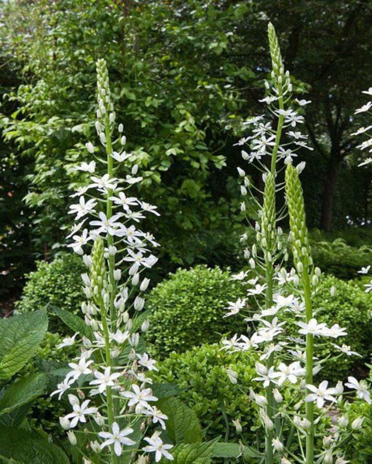 10 Ornithogalum Ponticum Sochii Bulbs. White Blooms, Green Mid-Veins & Yellow Centres Garden Perennial Very Rare : - by GARTHWAITE NURSERIES® : - UK Stockist