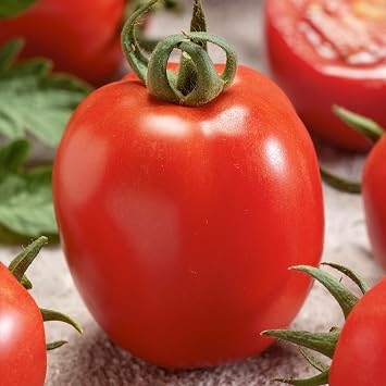 Mountain Valley Seed Co Micado Violetter Tomato Seeds 300 Mg Non-GMO