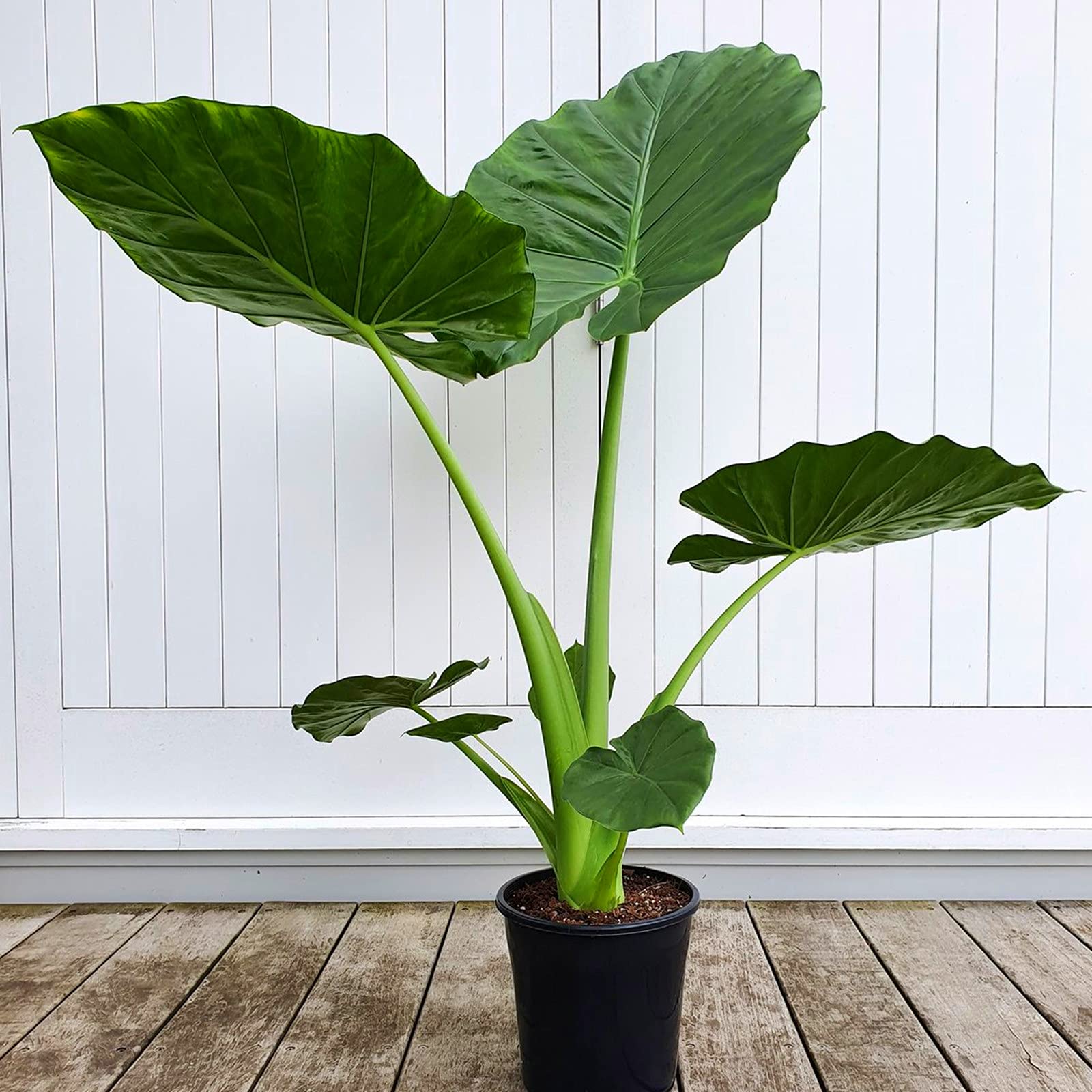 Elefantenohr Knolle,Unglaubliche Blume,Hofdekoration,Breite Bltter,Grne  Pflanzen-3 Knollen : Amazon.de: Garten