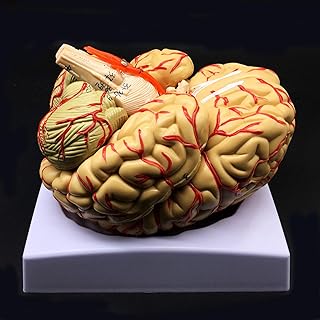 Human Brain Model, Anatomically Accurate Brain Model 8-Part Human Brain Anatomy for Science Classroom Study Display Teaching Medical Model