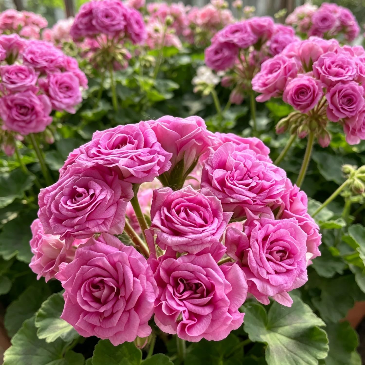 Double Geranium Seed-Hardy,Perennial, Vibrant Floral Display Garden