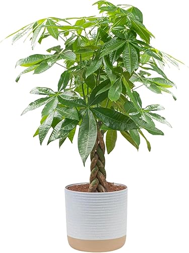 Miniatura 9 de Costa Farms Árbol del dinero, grande, planta de interior viva, fácil de cultivar, regalo de planta de casa de Pachira para decoración del hogar, 3-4