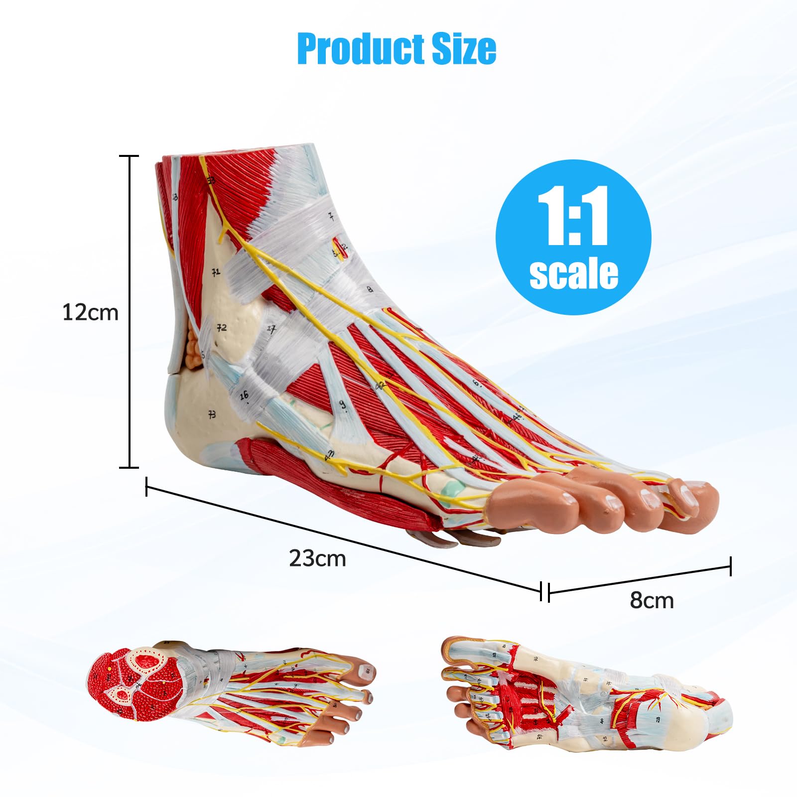 Modelo anatómico del pie tamaño natural, modelo anatómico del pie con marcas numéricas y descripciones textuales, 9 piezas extraíbles, para estudiantes de estudio de medicina (anatomía del pie 1:1)