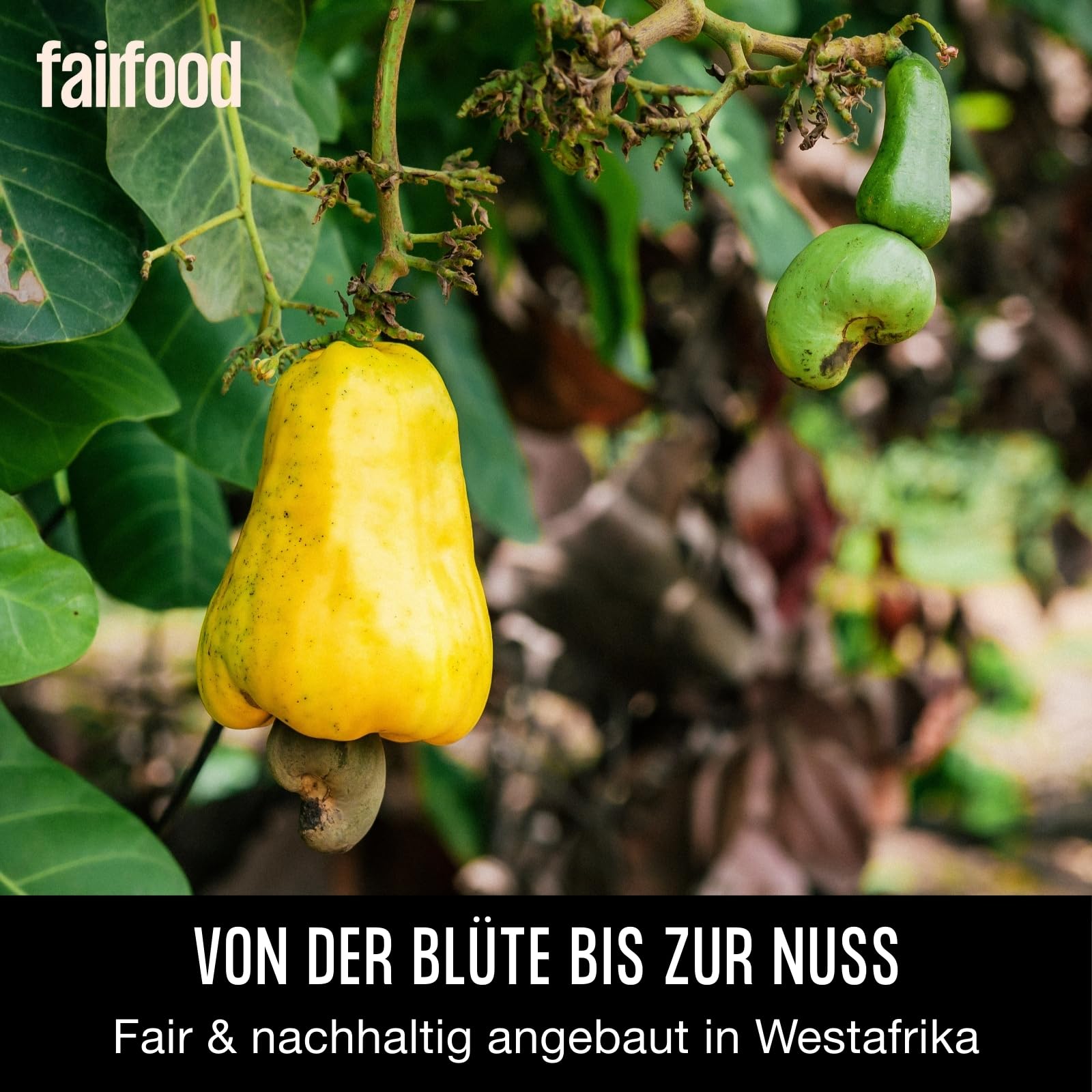 fairfood Bio Cashews geröstet & gesalzen 500g - Fairtrade & Vegan - Ohne Öl geröstet in eigener Manufaktur
