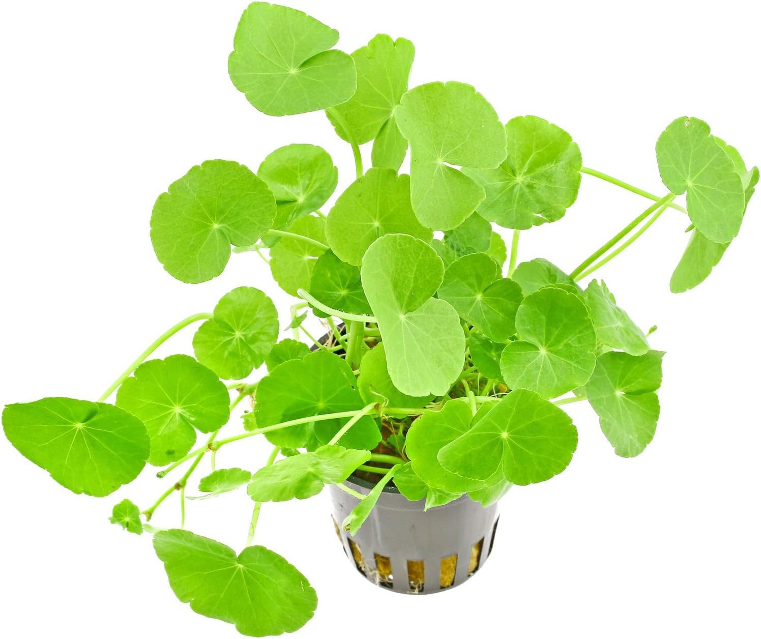 Amaze Aquarium Live Plants Hydrocotyle Leucocephala