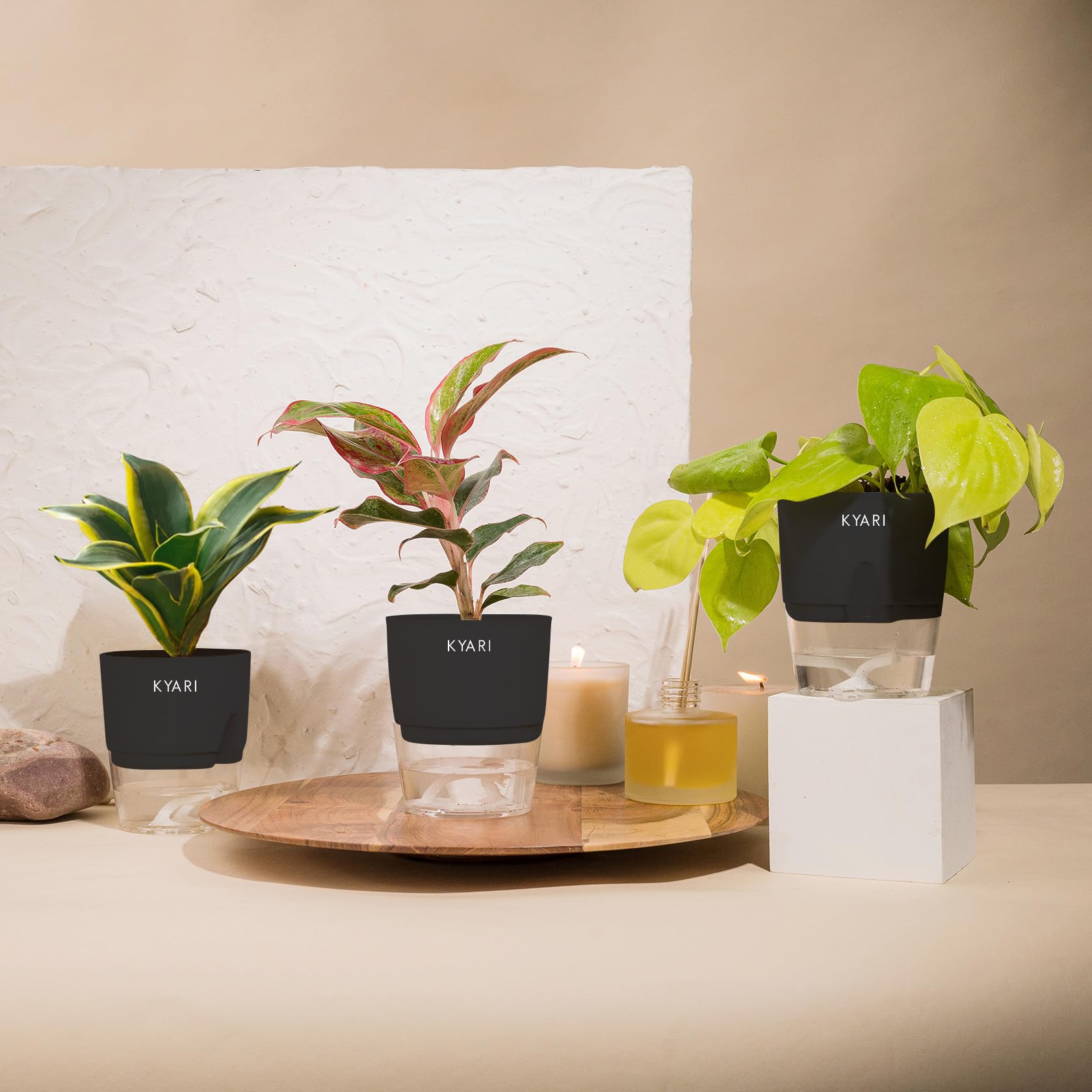 KYARI Golden Money-Aglaonema Lipstick-Golden Snake Combo of 3 Indoor Plants for Living Room | Live Plants | Plants with Black Pot for Home Air purifier plants | Plants for Home Decor & Garden (B0CHYTWRLV) Amazon Price History, Amazon Price Tracker