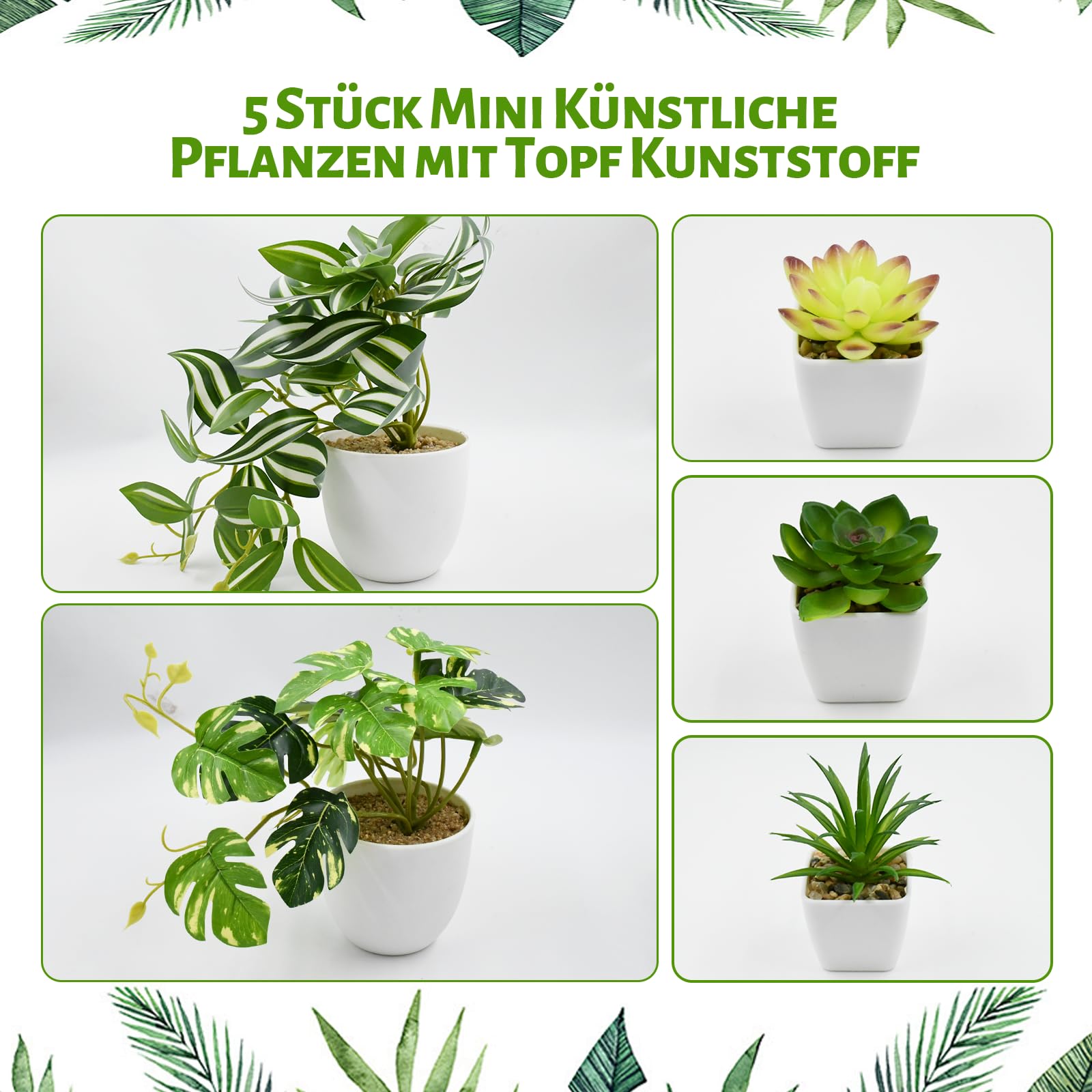 monstera monkey standort Fensterblatt Monstera Monkey Leaf Zimmerpflanze 12cm 30cm