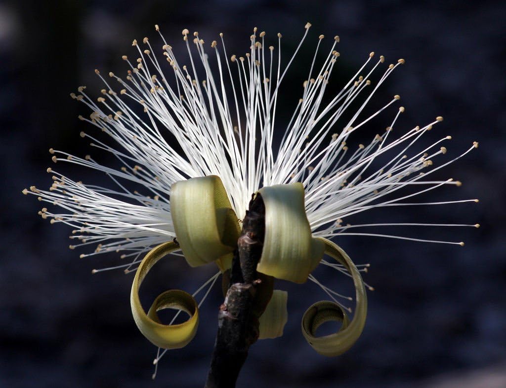 Pseudobombax Ellipticum bombax exotic shaving brush tree bottle bonsai plant 6"