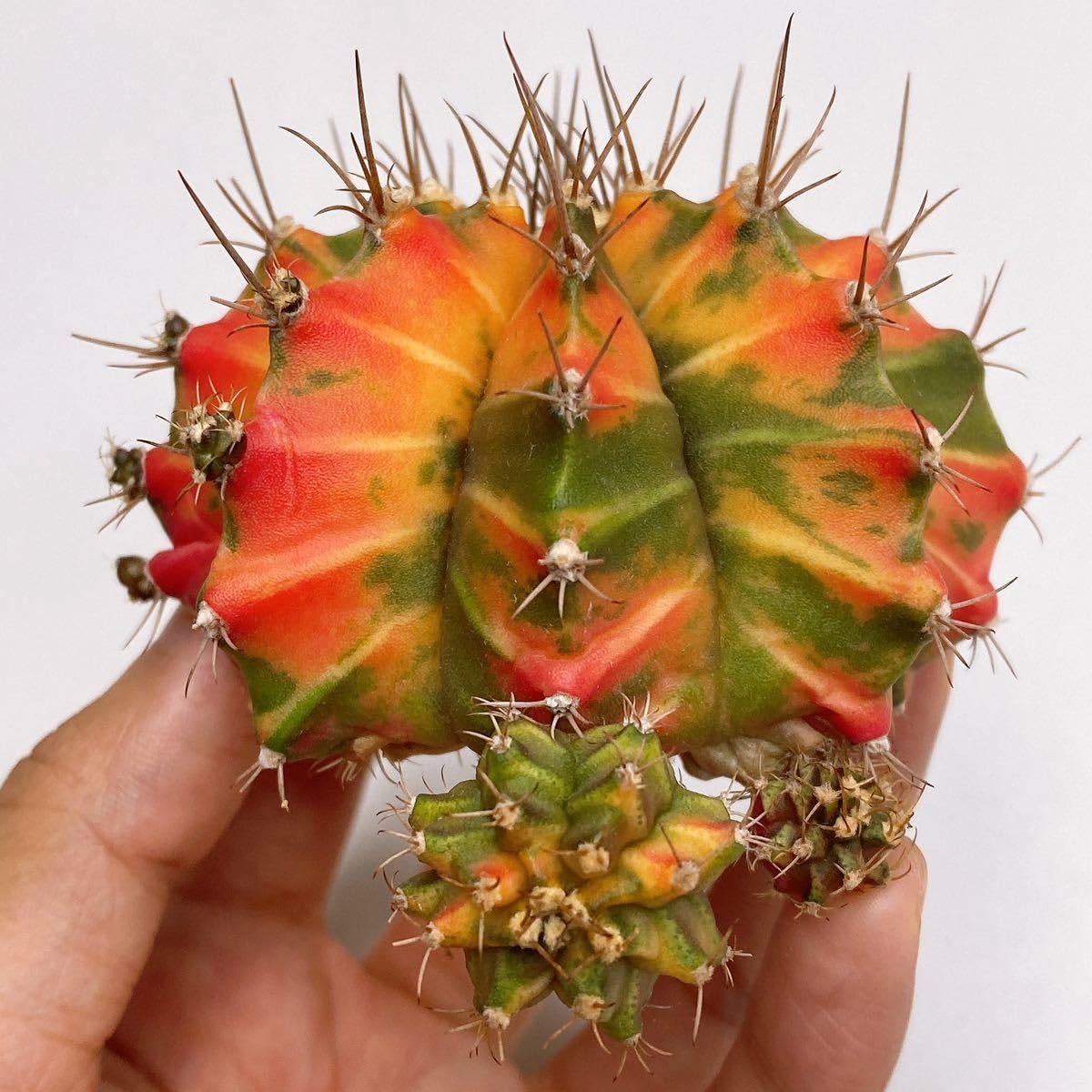 Amazon.co.jp: MORNING GLORY！多肉植物 サボテン ギムノカリキウム