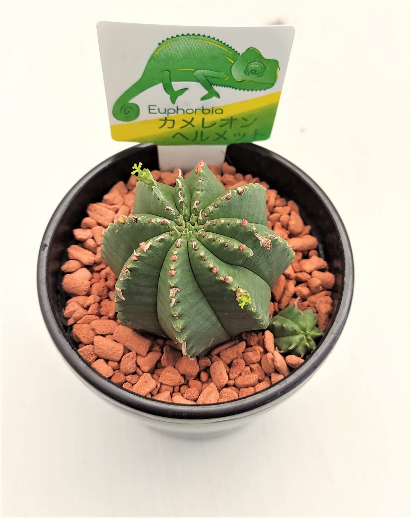 Amazon.co.jp: ×_はなみどり 多肉植物 ユーフォルビア