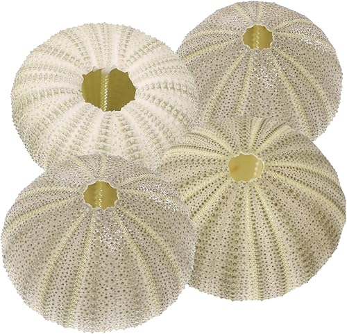 DECHOUS 4 piezas de decoración costera para el hogar, concha, ornamento, Tillandsia, plantador de helechos de aire, contenedor de exhibición de