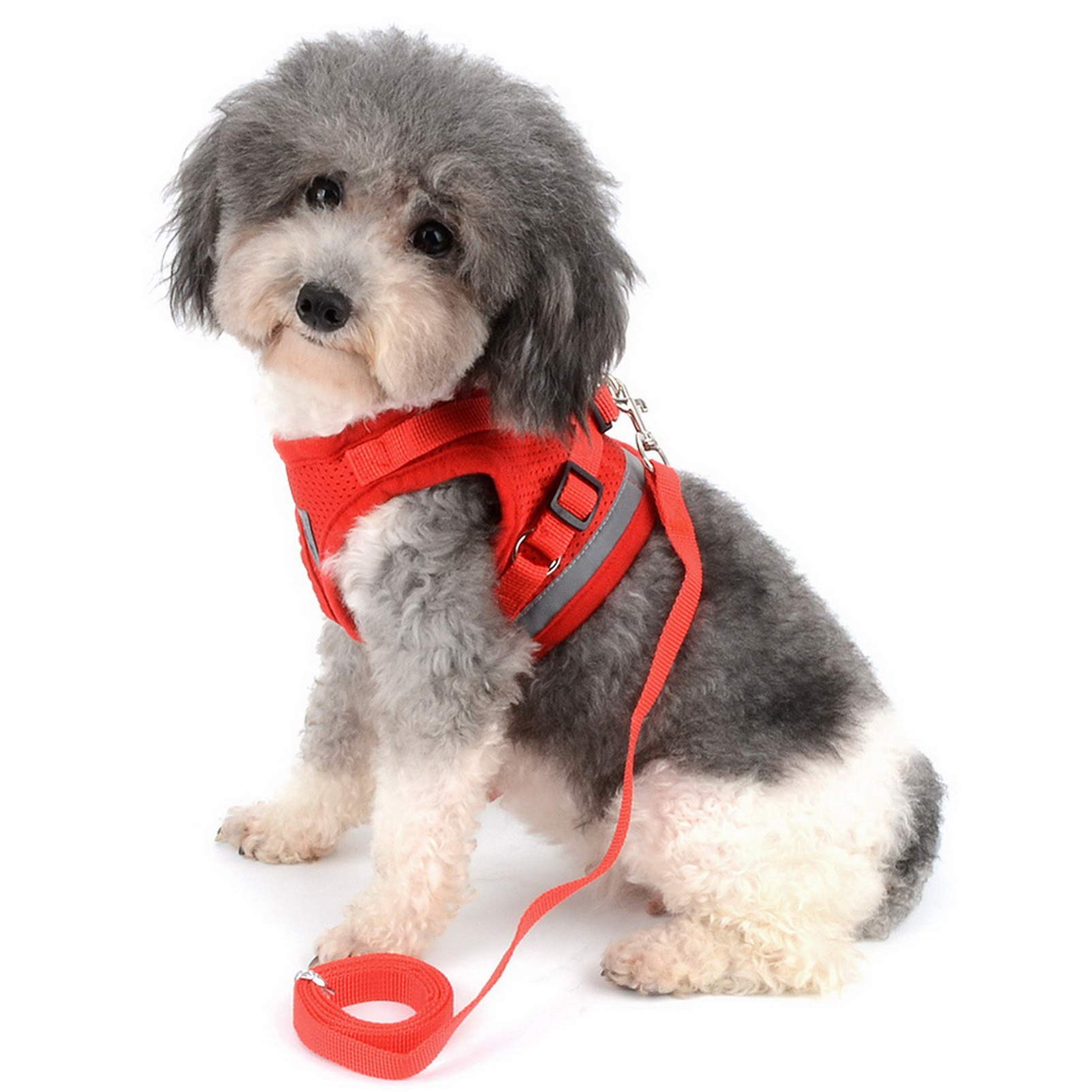 Amazon | ハーネス 犬 胴輪 はーねすリードセット小型犬 超小型犬 子犬