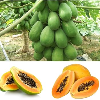 Semillas de Papaya, 8pcs Semillas Frutales Plantas de árboles ...