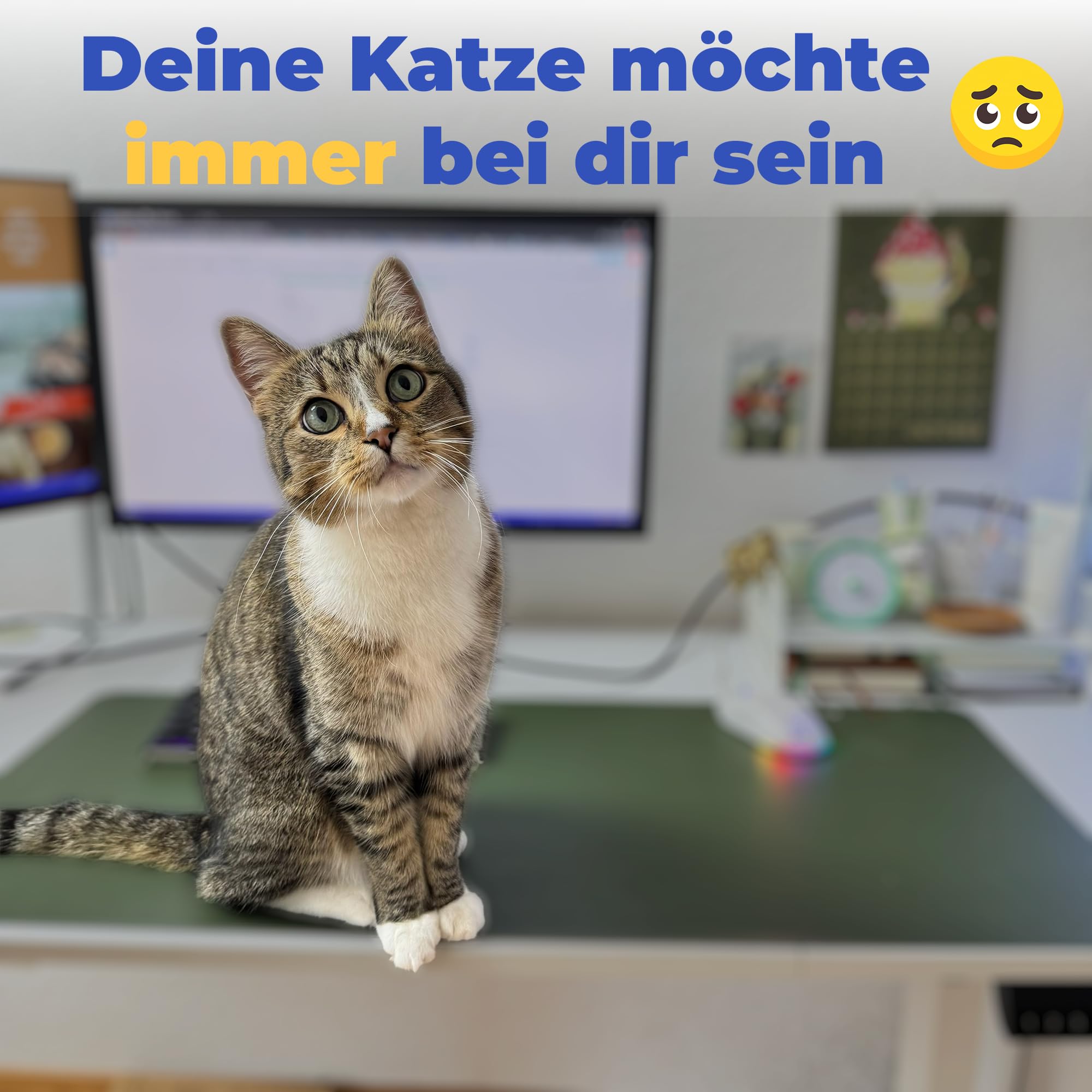 Homeoffice Schreibtisch Katzenkorb - Gemütlich Stabil und Waschbar - [40cm Durchmesser] VERSTÄRKT NEU