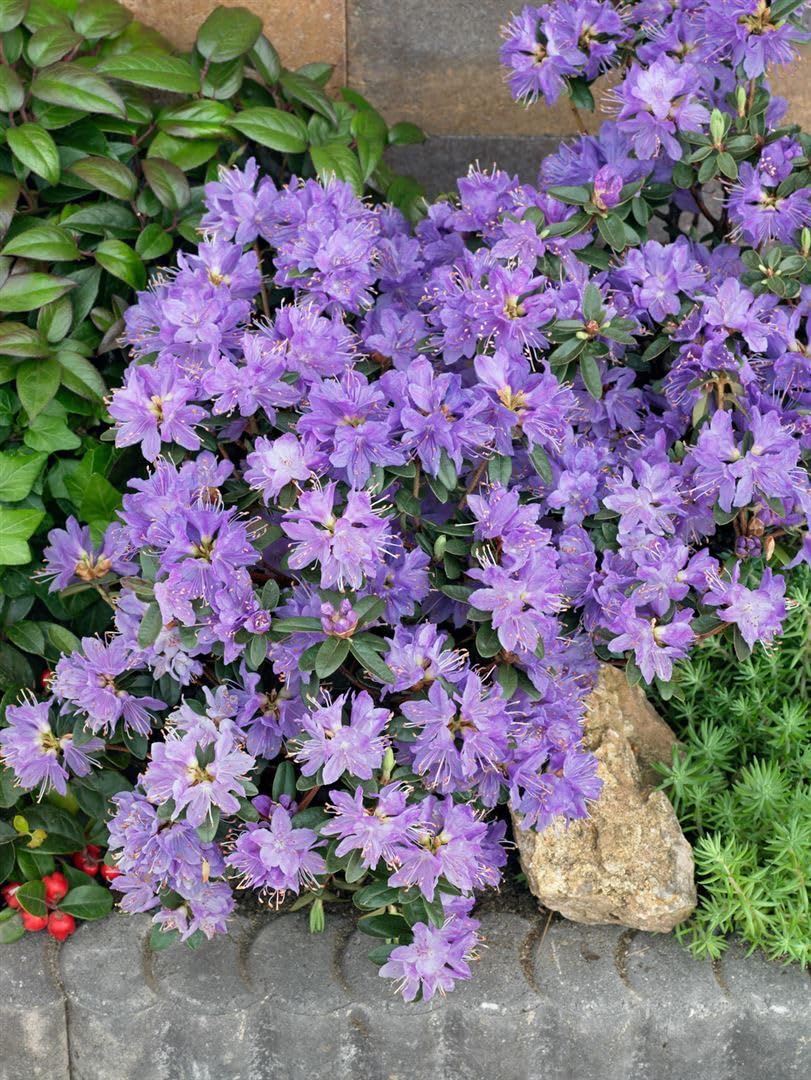 Rhododendron impeditum 'Blue Wonder' 40-50 cm - Zwerg-Rhododendron, blaue  Blten, Bltezeit April-Mai, ideal fr Kbel, winterhart und pflegeleicht :  Amazon.de: Garten