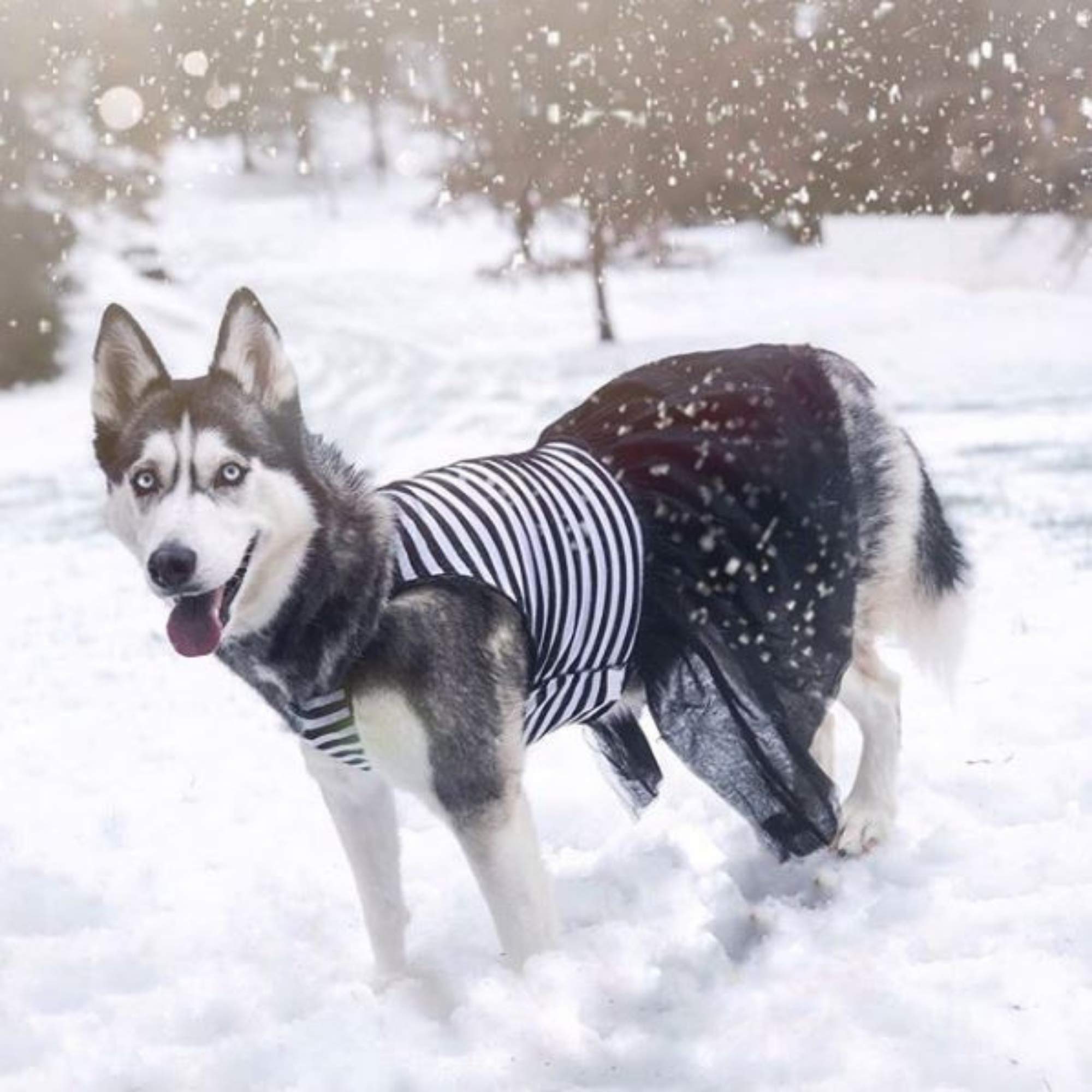 Midlee Large Dog Dress - Black & White Stripe Tutu Dress For Big Dogs XX-Large