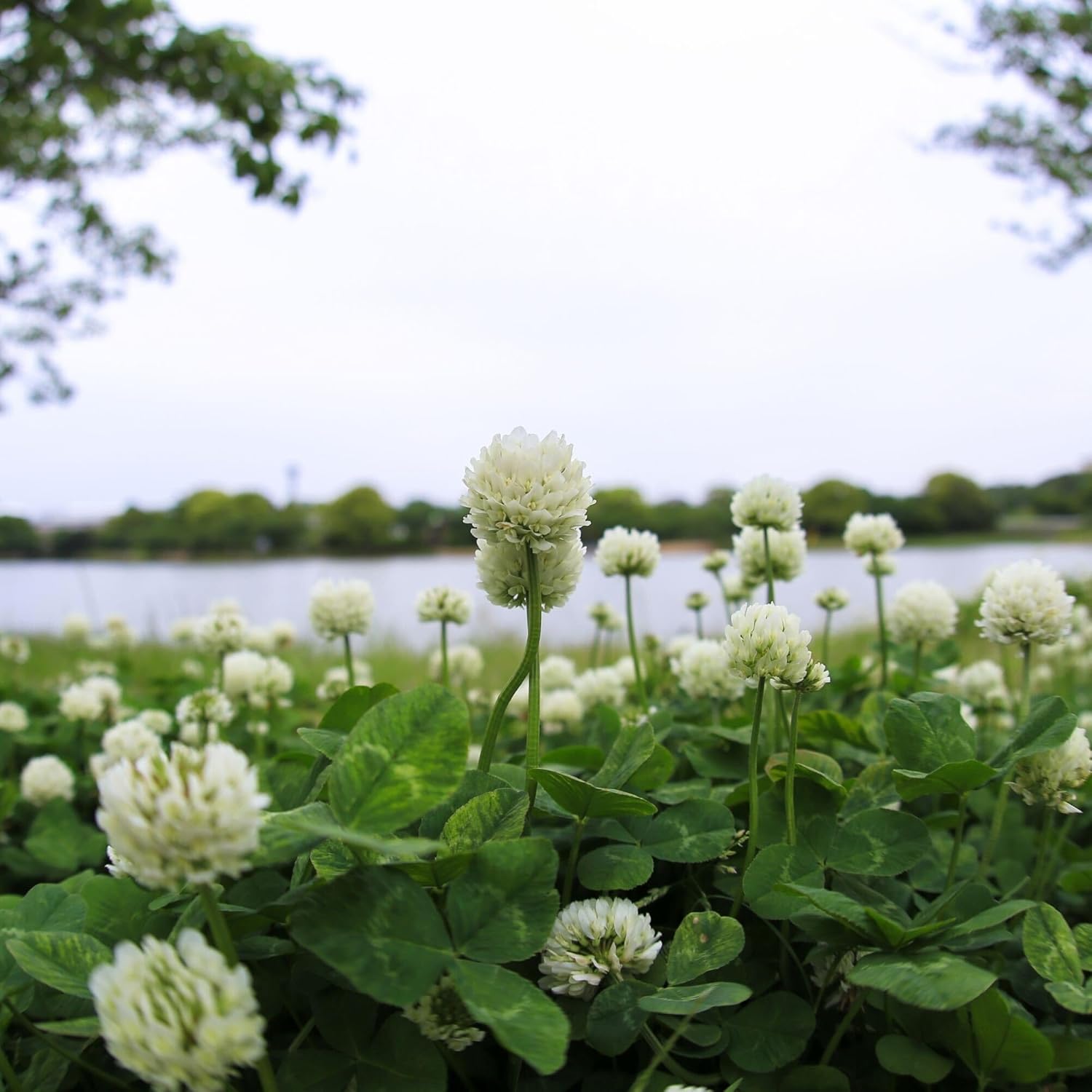 White Dutch Clover Seeds - 5 Lb - Lawn, Pasture & Cover Crop Seed by Mountain Valley Seeds