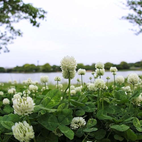 Miniatura 2 de Mountain Valley Seeds - Semillas de trébol holandés blanco, paquete de 0.14 oz  700 semillas, semillas de césped, pasto y cultivos de cobertura