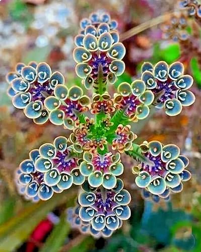 10 plantas suculentas Kalanchoe de la madre de millones, pequeñas plantas de inicio para plantar