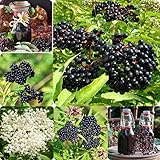 2 Elderberry Plants Live 6 to 12 Inches Height, Sweet Elderberry Bushes Live Plants, Black American Elderberry Fruits Trees