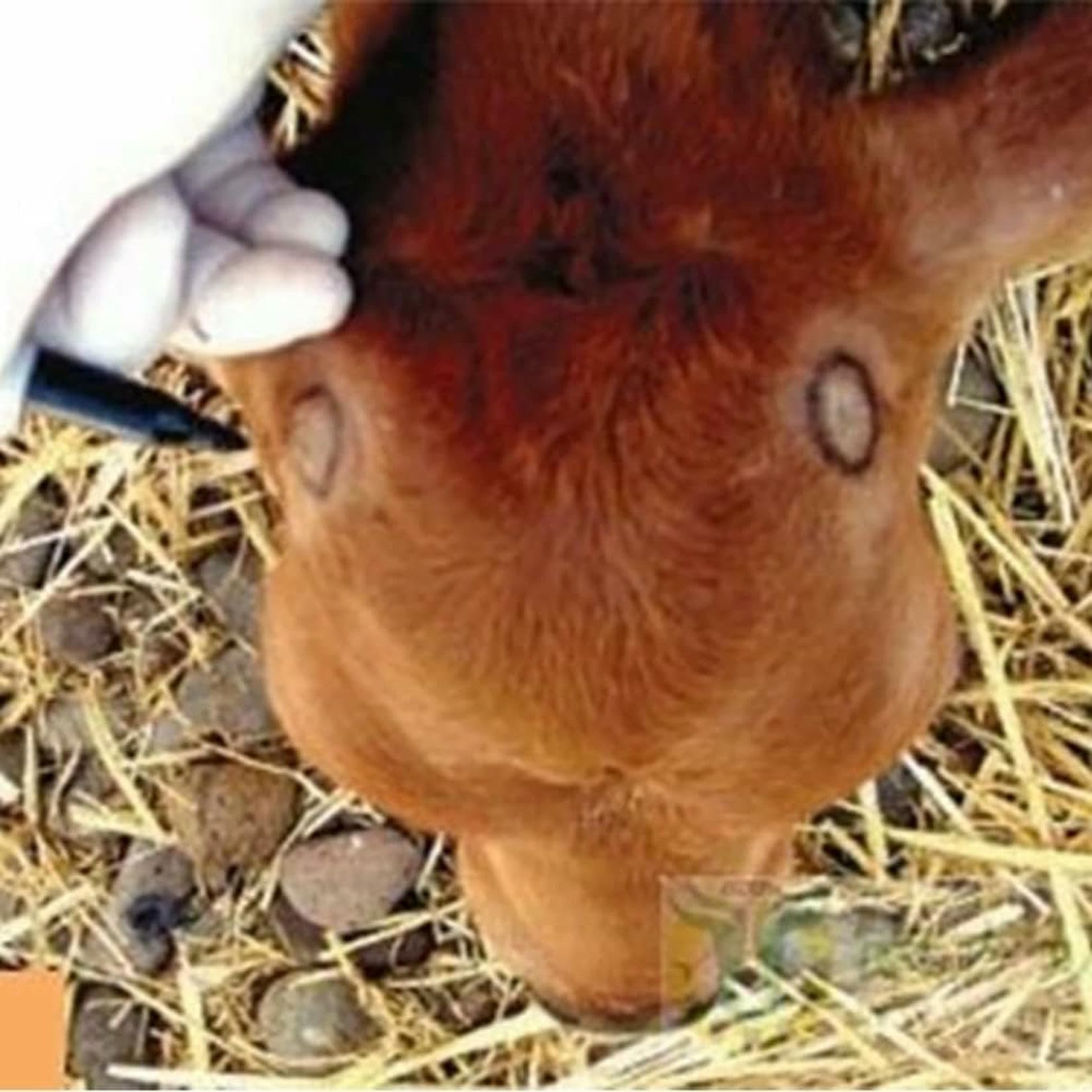 Dehorner Elettrico Per Bestiame, Dehorner Elettrico Per Capre, Dispositivo Di Rimozione Del Corno Di Pecora Senza Sangue, Attrezzature Agricole E Strumento Di Allevamento Per Bestiame E Vitelli