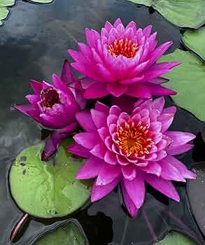 睡蓮 Amazon.co.jp: 睡蓮鉢 睡蓮の鉢 睡蓮鉢+大型 睡蓮鉢プラスチック