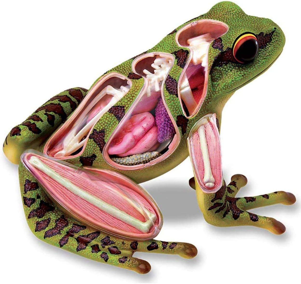 Simulated Frog Dissection Kit, Frog Anatomy Skeleton Model 4D Vision Animal Anatomy for Science Teaching Experiment Made of Environmentally Friendly PVC.
