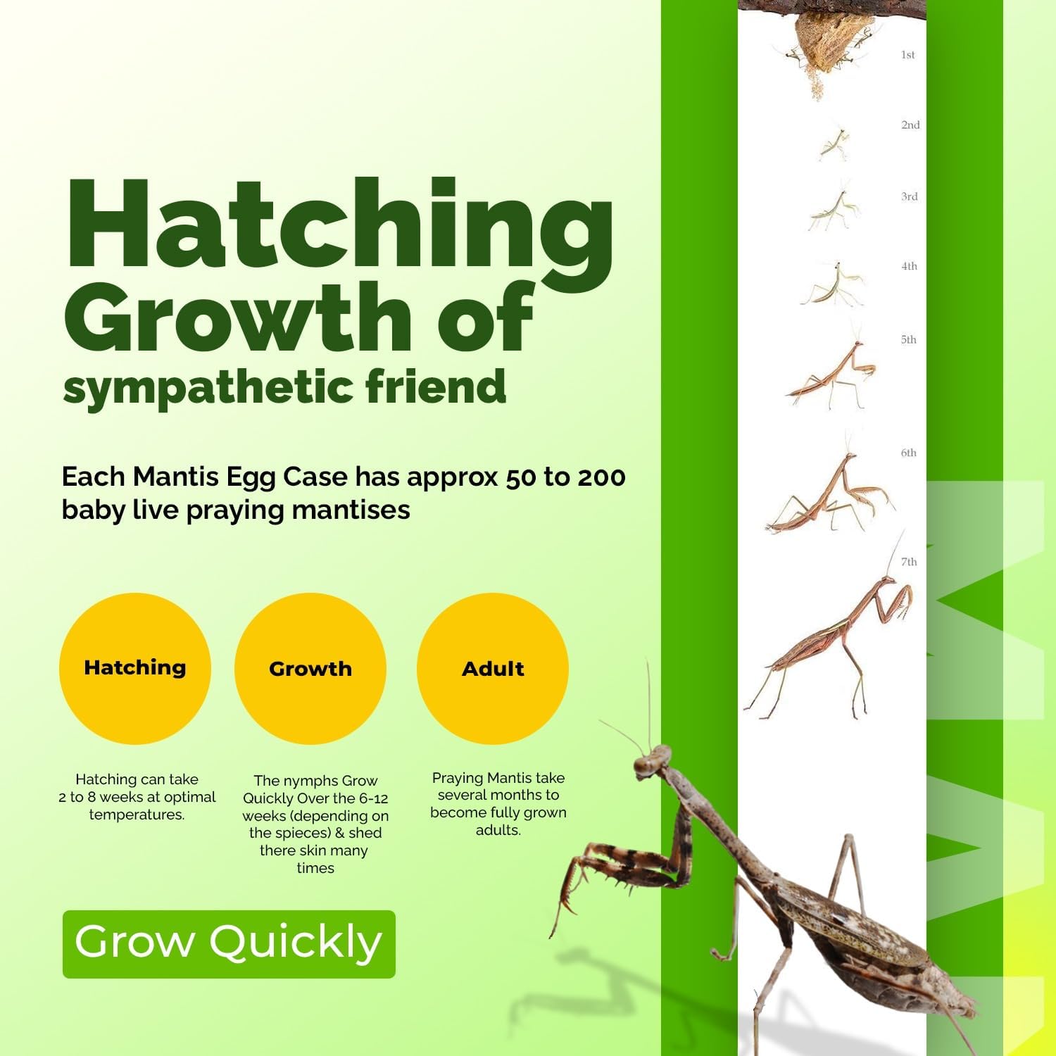 USMANTIS Carolina Praying Mantis Habitat Kit with (One Egg Cases) - Use Indoor & Outdoor Hatching This Praying Egg Cases & Comes with Mantis Hatching Bag, Each Egg Case Produces 50 to 200 Nymphs
