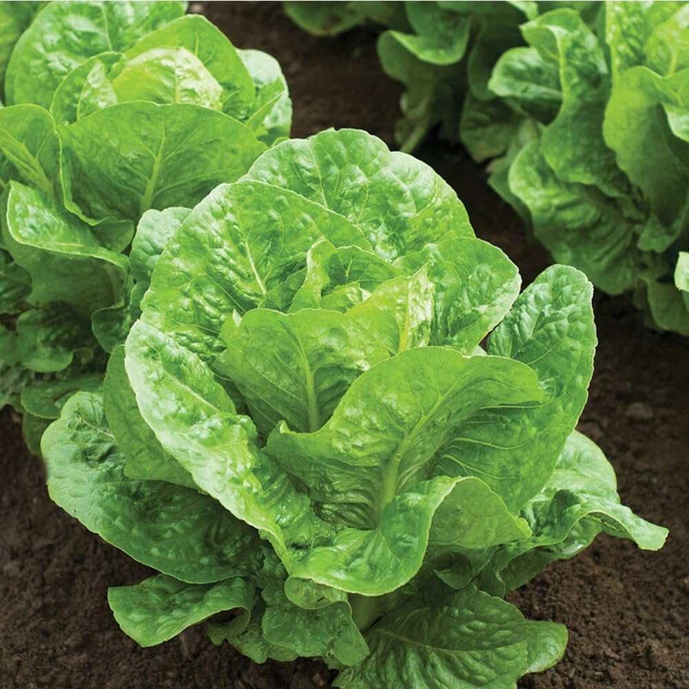 Romaine Lettuce Seeds Parris Island Vegetable Seeds for Indoor Hydroponic & Outdoor Gardens, Non-GMO 7000 Seeds for Planting, High Germination, Grown in USA(Lactuca Sativa)