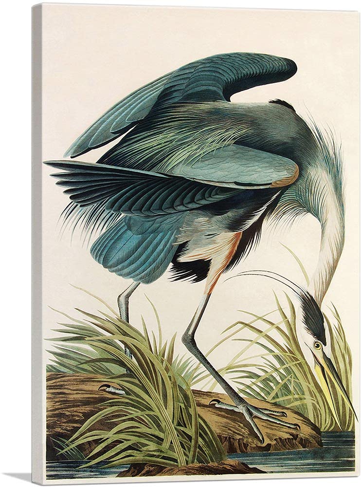 ARTCANVAS Great Blue Heron Canvas Art Print Stretched Wall Decor by John James Audubon - 26" x 18" (0.75" Deep)