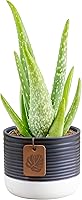 Costa Farms Aloe Vera Live Plant in 4" Decorative Pot | Easy Care Air Purifying Succulent | 12-18" Tall Indoor Houseplant Gift