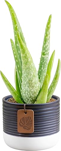 Miniatura 12 de Costa Farms Aloe Vera, Planta Interior Viva, de 12 a 14 pulgadas de alto, 2 Paquetes, Fresco de Nuestra Granja