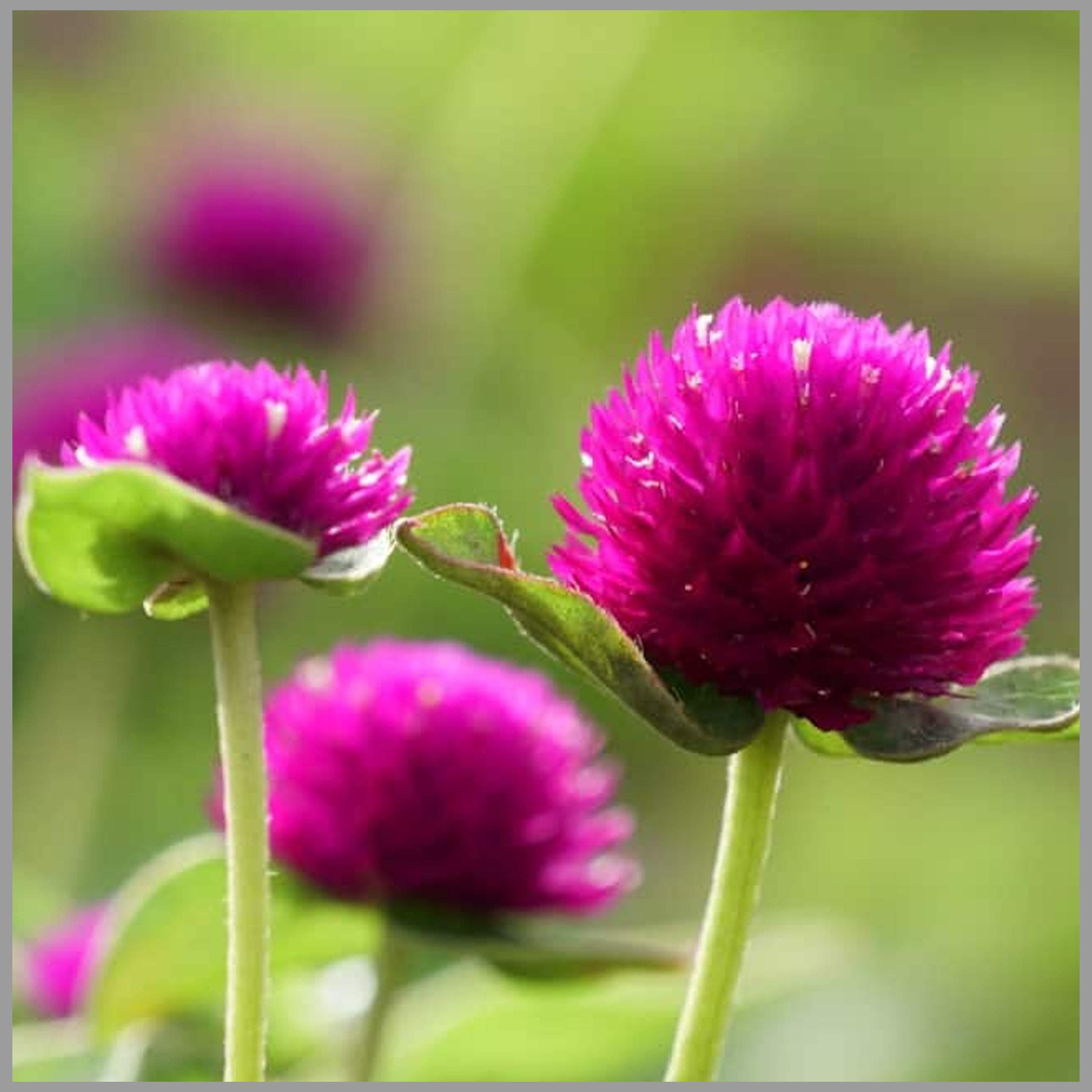 See full amazon price history chart for GardenHunt Gomphrena (Purple) Flower Seeds (Pack of 100 Seeds) - GardenHunt GardenHunt Gomphrena (Purple) Flower Seeds (Pack of 100 Seeds) - GardenHunt (B0888J5JRH) Amazon Price History, Amazon Price Tracker